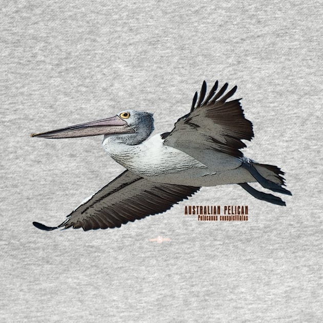 Australian native bird Pelican by seadogprints